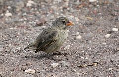 Medium Ground-Finch